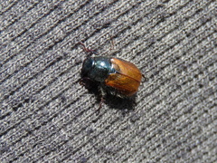 Phyllopertha horticola