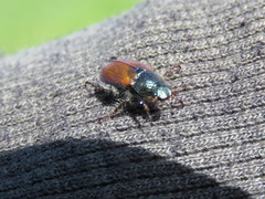 Phyllopertha horticola