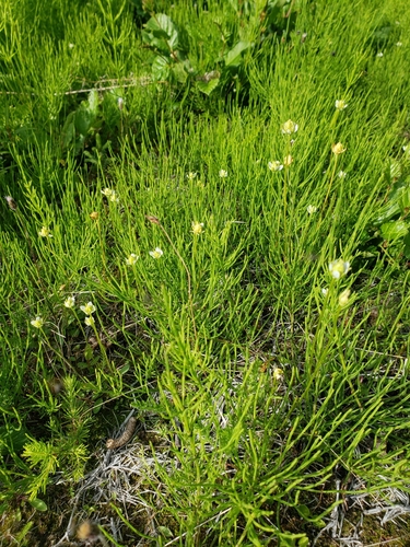 Image of Parnassia kotzebuei by (c) Fyn Kynd, some rights reserved (CC BY-SA)