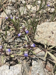 Collinsia torreyi