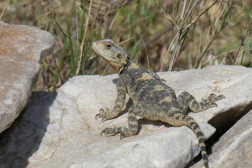 Roughtail Rock Agama