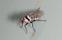 Anthomyia silvestris