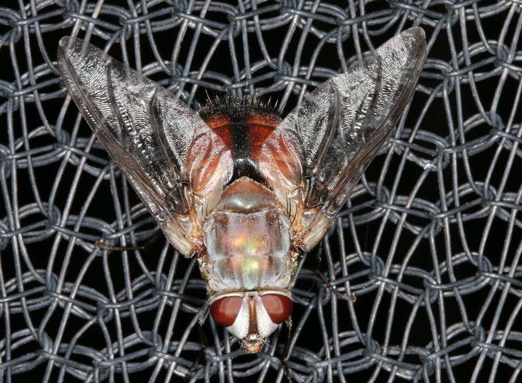 Rutilia agalmiodes