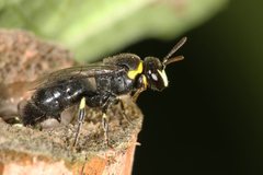Hylaeus amiculiformis