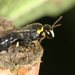 Amiculiform Masked Bee - Photo (c) Jenny Thynne, some rights reserved (CC BY-NC-SA), uploaded by Jenny Thynne