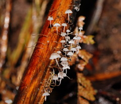 Mycena albidocapillaris