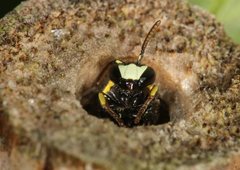 Hylaeus amiculiformis