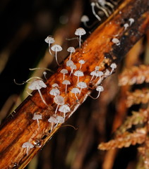 Mycena albidocapillaris