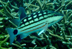 Lutjanus decussatus