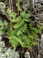 Woodsia oregana
