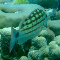 Lutjanus decussatus