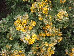 Gastrolobium bilobum