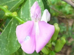 Canavalia cathartica