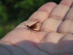 Ephemeroptera