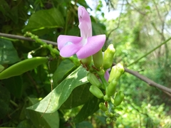 Canavalia cathartica