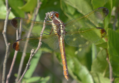 Libellula flavida