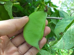 Canavalia cathartica