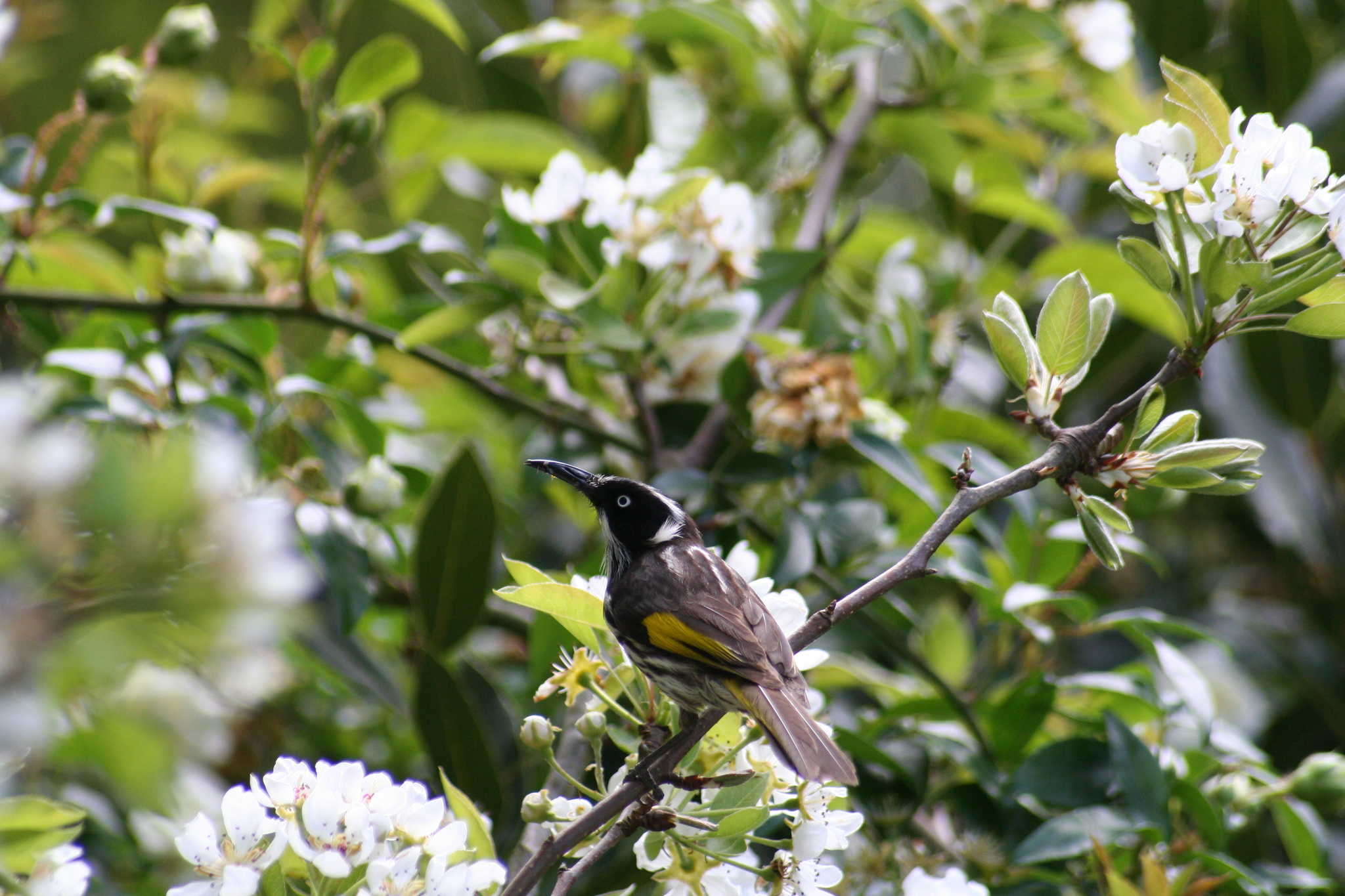 New Holland Honeyeater illustration