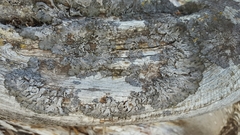 Melanohalea elegantula