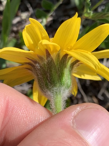 Narrowleaf arnica (Arnica angustifolia)