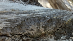 Melanohalea elegantula