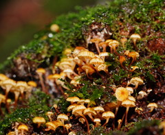 Xeromphalina leonina