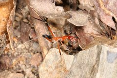 Leptomyrmex cnemidatus