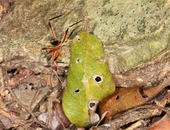 Leptomyrmex cnemidatus