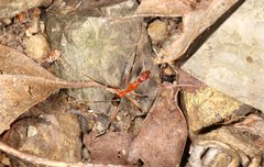 Leptomyrmex cnemidatus