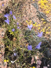 Campanula reverchonii