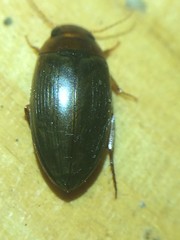 Copelatus chevrolati