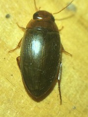 Copelatus chevrolati