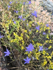 Campanula reverchonii