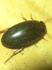 Copelatus chevrolati