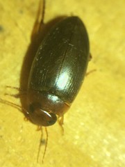 Copelatus chevrolati