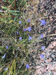 Campanula reverchonii