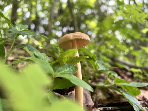 Amanita fulva