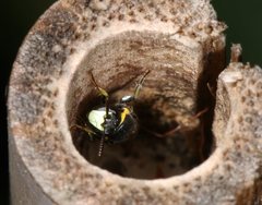 Hylaeus amiculiformis