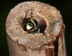 Hylaeus amiculiformis