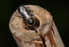 Hylaeus amiculiformis