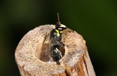 Hylaeus amiculiformis