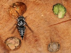 Coelioxys albolineatus