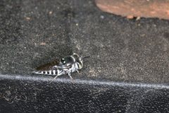 Coelioxys albolineatus
