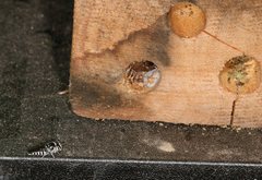 Coelioxys albolineatus