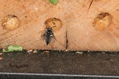 Coelioxys albolineatus