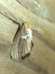 Monoleuca semifascia