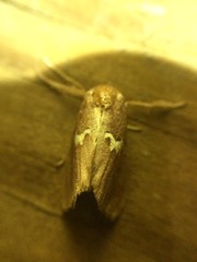 Monoleuca semifascia