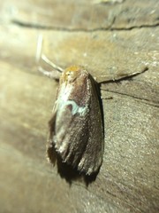 Monoleuca semifascia