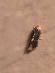 Ectoedemia similella