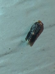 Ectoedemia similella